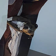 Oscar participe au concours pour gagner de l'argent avec cette photo : art, automotive_design, bag, beak, chair, denim, eyewear, fashion_accessory, fashion_design, feather, felidae, formal_wear, fur, grey, human_leg, linens, pocket, sleeve, wing, wood