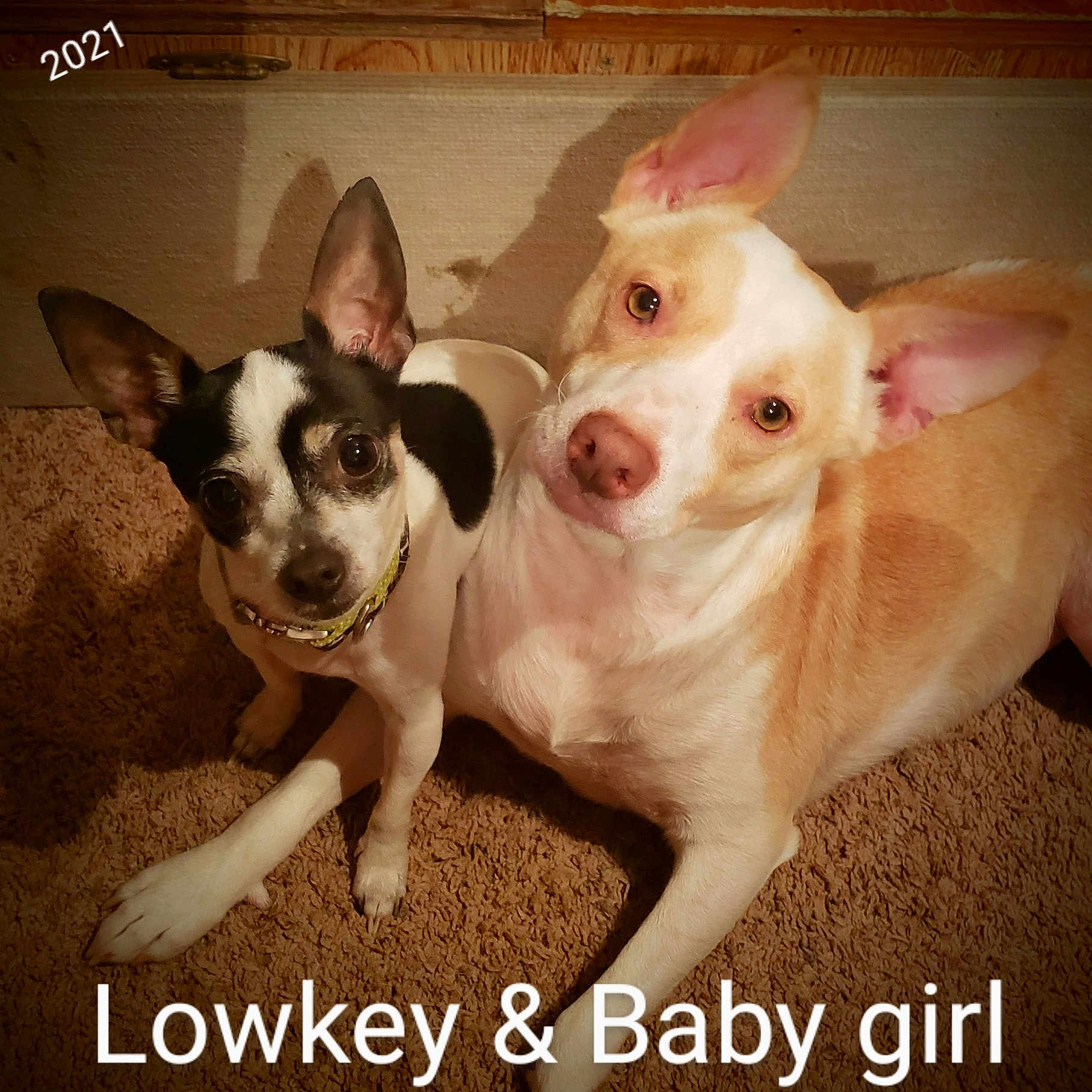 Lowkey N Baby Girl joined the competition — help win amazing prizes! animal, ball, bostonbull, bulldog, canine, chihuahua, dog, envelope, greetingcard, hound, husky, mail, pet, pitbull, puppy, snout, sport, tennis, tennisball, whitedog