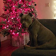 Luna is registered to the contest to win money with this photo: dog, christmas_tree, couch, holiday_lights, indoor, pet, brown_dog, decorations, festive, ornaments, wood_floor, living_room, collar, seated, cozy, holiday, celebration, home, domestic_animal, warm_lighting