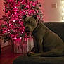 dog, christmas_tree, couch, holiday_lights, indoor, pet, brown_dog, decorations, festive, ornaments, wood_floor, living_room, collar, seated, cozy, holiday, celebration, home, domestic_animal, warm_lighting