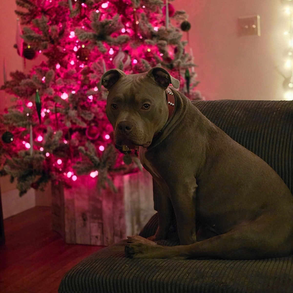 Luna is registered to the contest to win money with this photo: brown_dog, celebration, christmas_tree, collar, couch, cozy, decorations, dog, domestic_animal, festive, holiday, holiday_lights, home, indoor, living_room, ornaments, pet, seated, warm_lighting, wood_floor