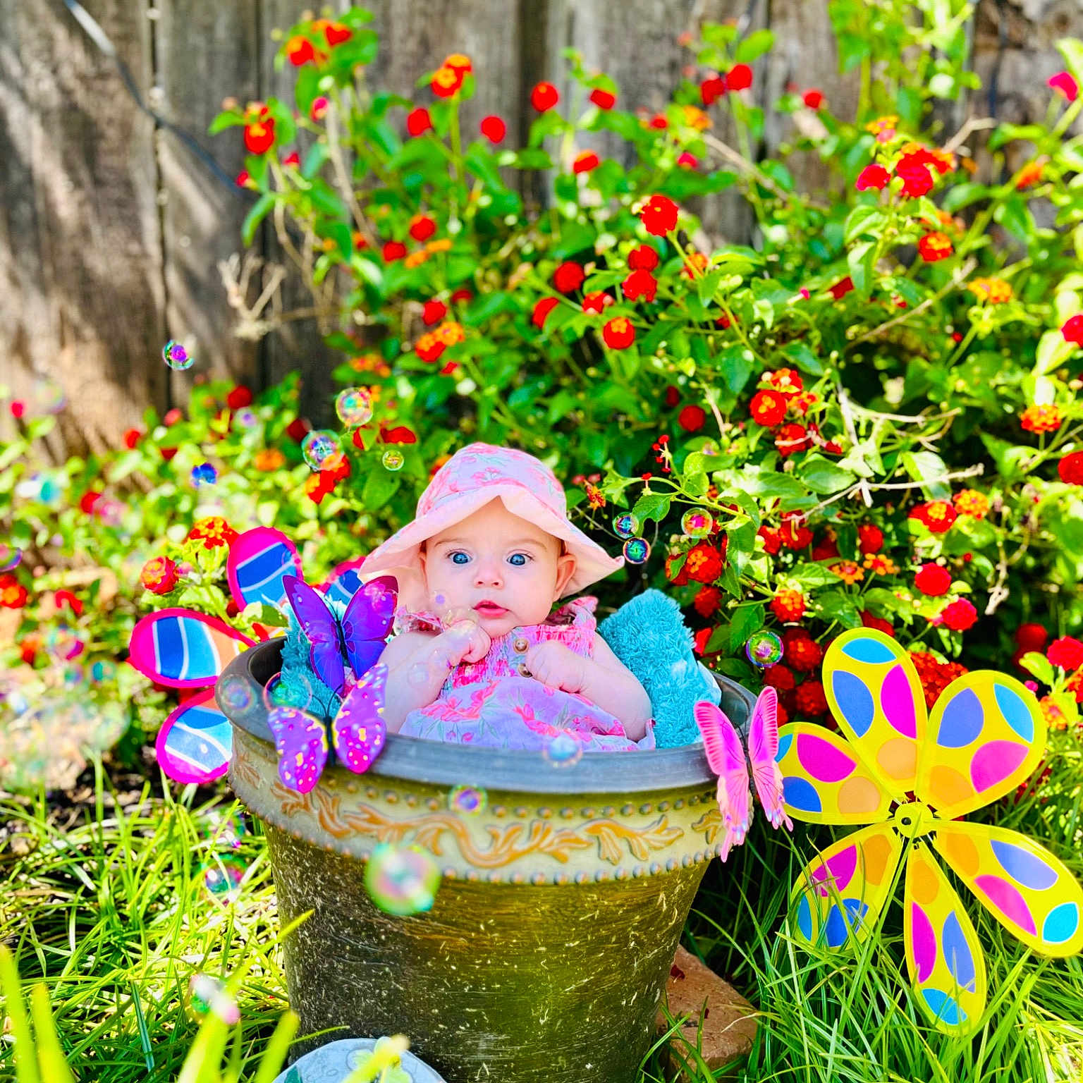Novalynn is registered to the contest to win money with this photo: annual_plant, botany, flower, flowering_plant, flowerpot, garden, grass, groundcover, happy, herbaceous_plant, lawn_ornament, leaf, people_in_nature, petal, plant, shrub, spring, terrestrial_plant, toy, vegetation