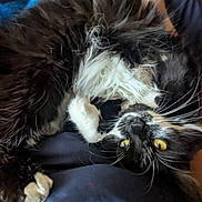 Marley is registered to the contest to win money with this photo: black_and_white, blanket, cat, close_up, couch, cozy, domestic_animal, feline, fluffy, fur, hand, indoor, pet, playful, relaxed, remote_control, resting, upside_down, whiskers, yellow_eyes
