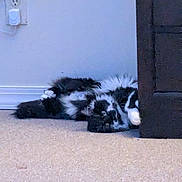 Marley is registered to the contest to win money with this photo: cat, black_and_white, fluffy, lying_down, carpet, indoor, furniture, curious, pet, animal, relaxed, domestic, resting, cozy, floor, home, cute, fur, whiskers, paw
