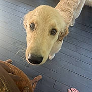 Ruby is registered to the contest to win money with this photo: animal, bare_feet, canine, companion, curious, cute, dog, domestic, flooring, footwear_free, golden_retriever, household, human, indoor, looking_up, pet, puppy, toenails, wooden_floor, young_dog