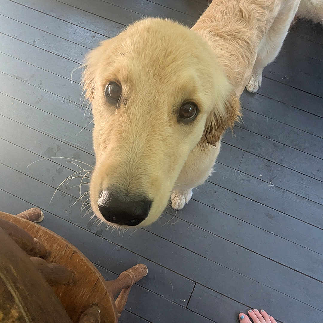 Ruby is registered to the contest to win money with this photo: animal, bare_feet, canine, companion, curious, cute, dog, domestic, flooring, footwear_free, golden_retriever, household, human, indoor, looking_up, pet, puppy, toenails, wooden_floor, young_dog