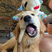 Ruby is registered to the contest to win money with this photo: dog, golden_retriever, bone, stuffed_animal, person, glasses, living_room, rocking_chair, stone_wall, carpet, wooden_furniture, happy, playful, pet, indoor, casual, smile, chewing, toy, home