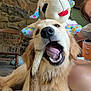 Ruby is registered to the contest to win money with this photo: bone, carpet, casual, chewing, dog, glasses, golden_retriever, happy, home, indoor, living_room, person, pet, playful, rocking_chair, smile, stone_wall, stuffed_animal, toy, wooden_furniture