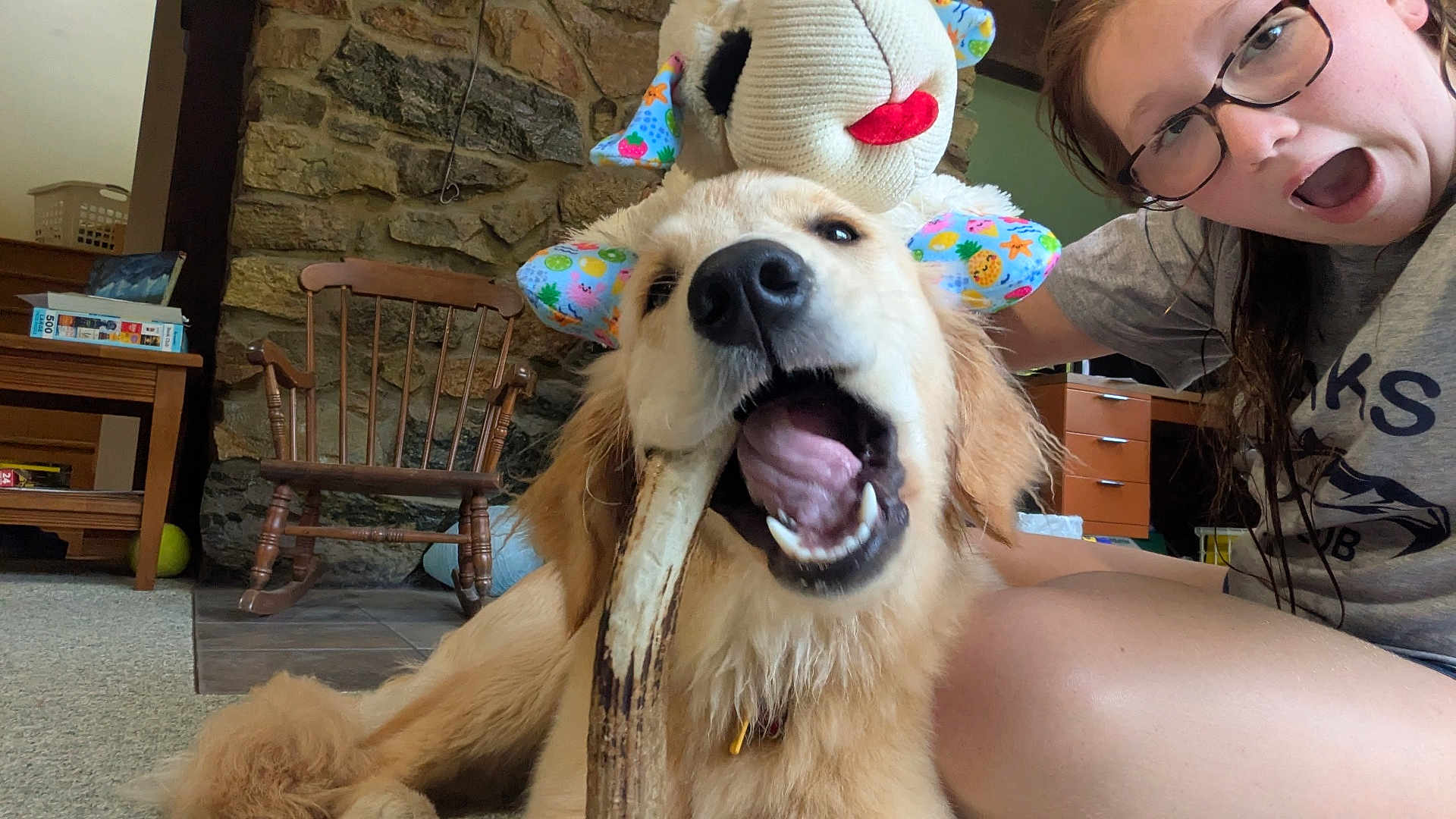 Ruby is registered to the contest to win money with this photo: dog, golden_retriever, bone, stuffed_animal, person, glasses, living_room, rocking_chair, stone_wall, carpet, wooden_furniture, happy, playful, pet, indoor, casual, smile, chewing, toy, home