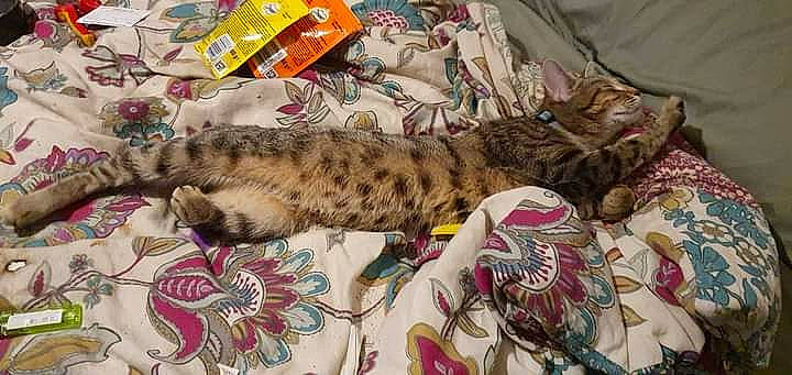 Tilly is registered to the contest to win money with this photo: carnivore, cat, claw, comfort, domestic_short_haired_cat, felidae, fur, linens, mammal, nap, pattern, paw, small_to_medium_sized_cats, tail, terrestrial_animal, vertebrate, whiskers