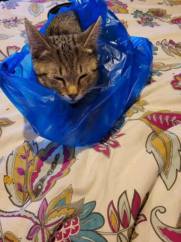 Tilly is registered to the contest to win money with this photo: bag, basket, blue, carnivore, cat, domestic_short_haired_cat, electric_blue, fashion_accessory, felidae, fur, grass, hat, linens, luggage_and_bags, pattern, sleeve, small_to_medium_sized_cats, tail, textile, whiskers