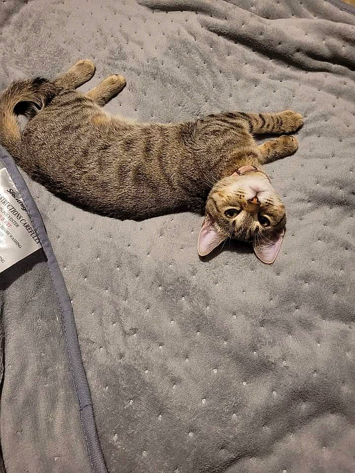 Tilly is registered to the contest to win money with this photo: carnivore, cat, claw, comfort, domestic_short_haired_cat, fawn, felidae, foot, fur, nap, paw, sleep, small_to_medium_sized_cats, snout, soil, tail, terrestrial_animal, whiskers, wildlife, wood