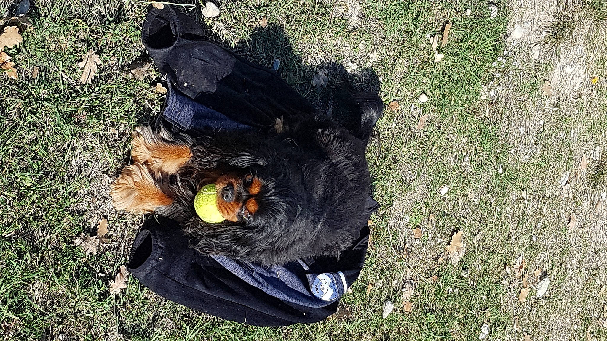 Havana a rejoint le concours — aidez-le/la à gagner de superbes lots ! canidae, carnivore, dog, dog_breed, grass, sporting_group