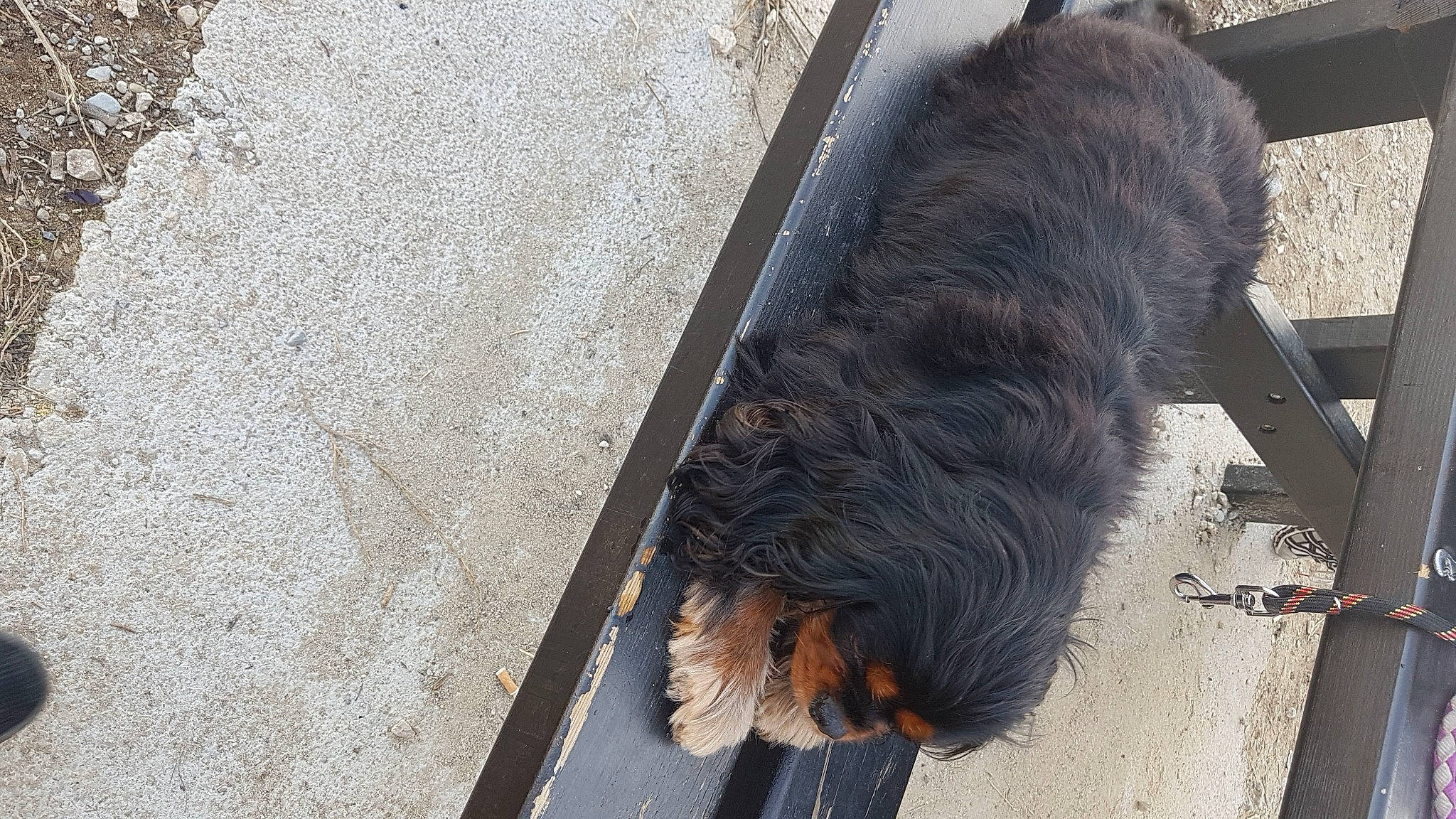 Havana participe au concours pour gagner de l'argent avec cette photo : canidae, carnivore, dog, dog_breed, snout, sporting_group, terrier