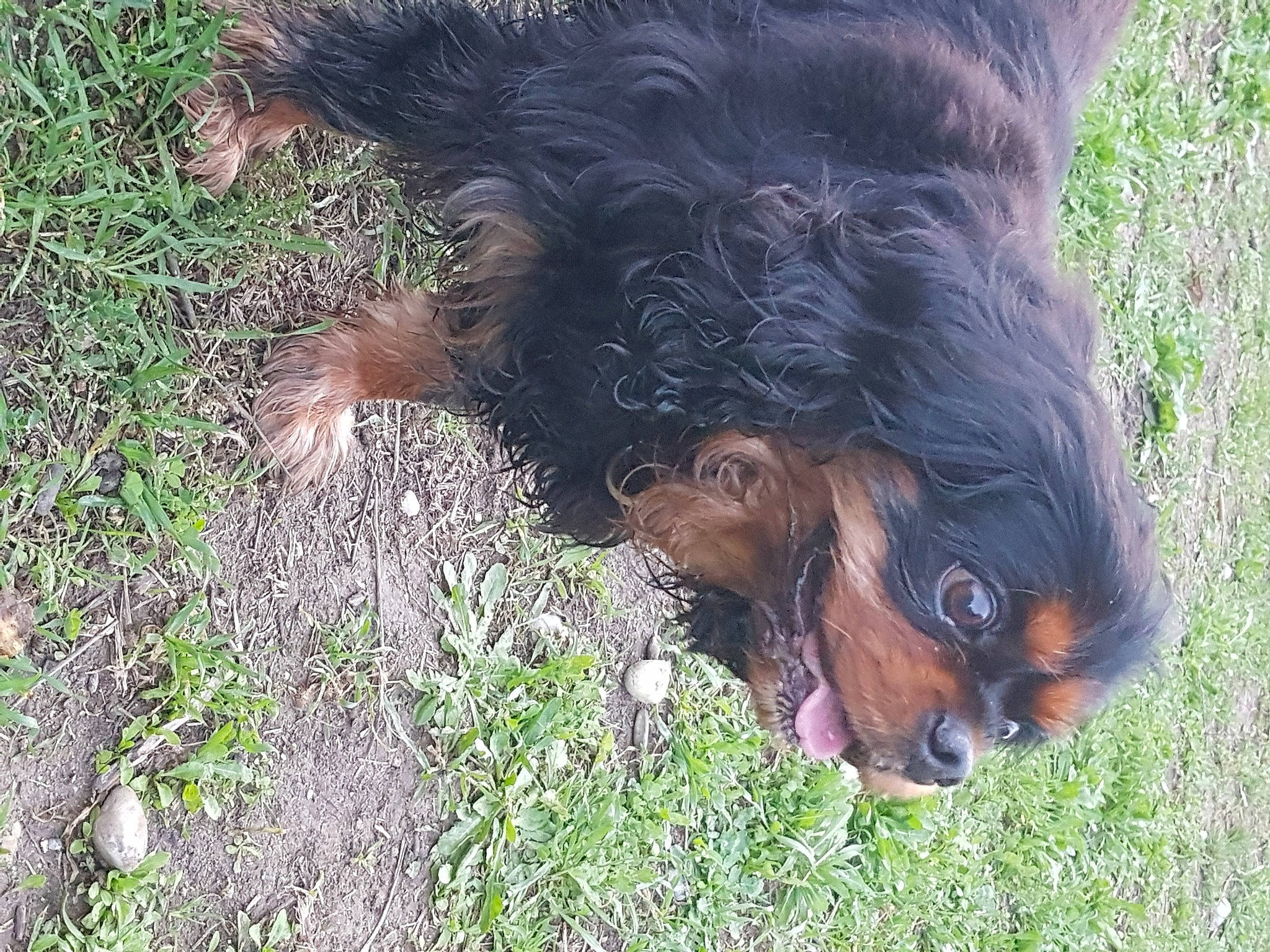 Havana participe au concours pour gagner de l'argent avec cette photo : canidae, carnivore, dog, dog_breed, gordon_setter, grass, retriever, setter, spaniel, sporting_group