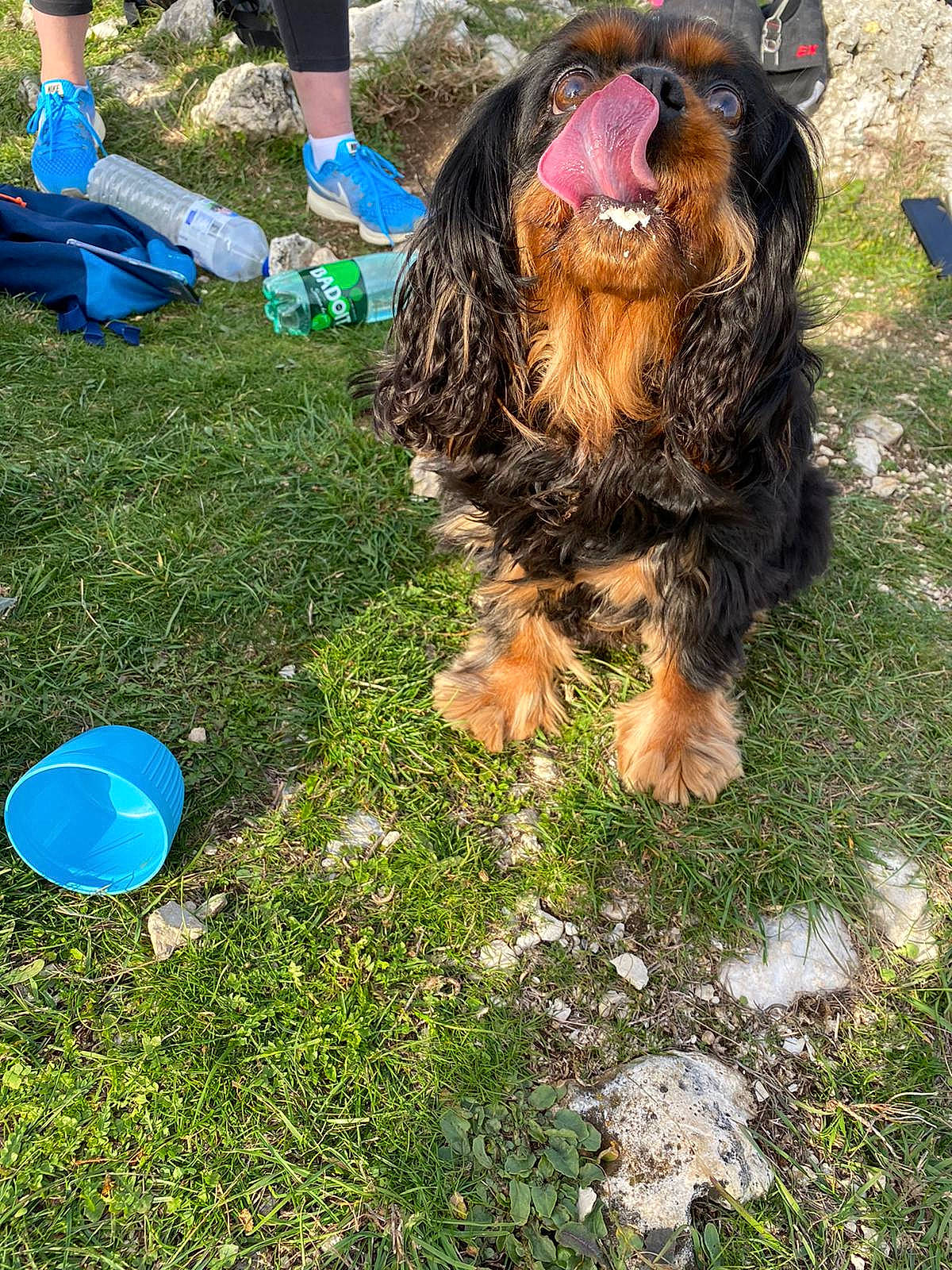 Havana a rejoint le concours — aidez-le/la à gagner de superbes lots ! canidae, carnivore, cocker_spaniel, companion_dog, dog, dog_breed, english_cocker_spaniel, grass, plant, spaniel, sporting_group, terrier, yorkshire_terrier