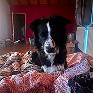 Ulys participe au concours pour gagner de l'argent avec cette photo : dog, black_and_white, bed, blanket, indoor, wooden_ceiling, red_wall, curious, pet, furniture, window, radiator, box, home, floor, door, curtain, pattern, snout, domestic_animal