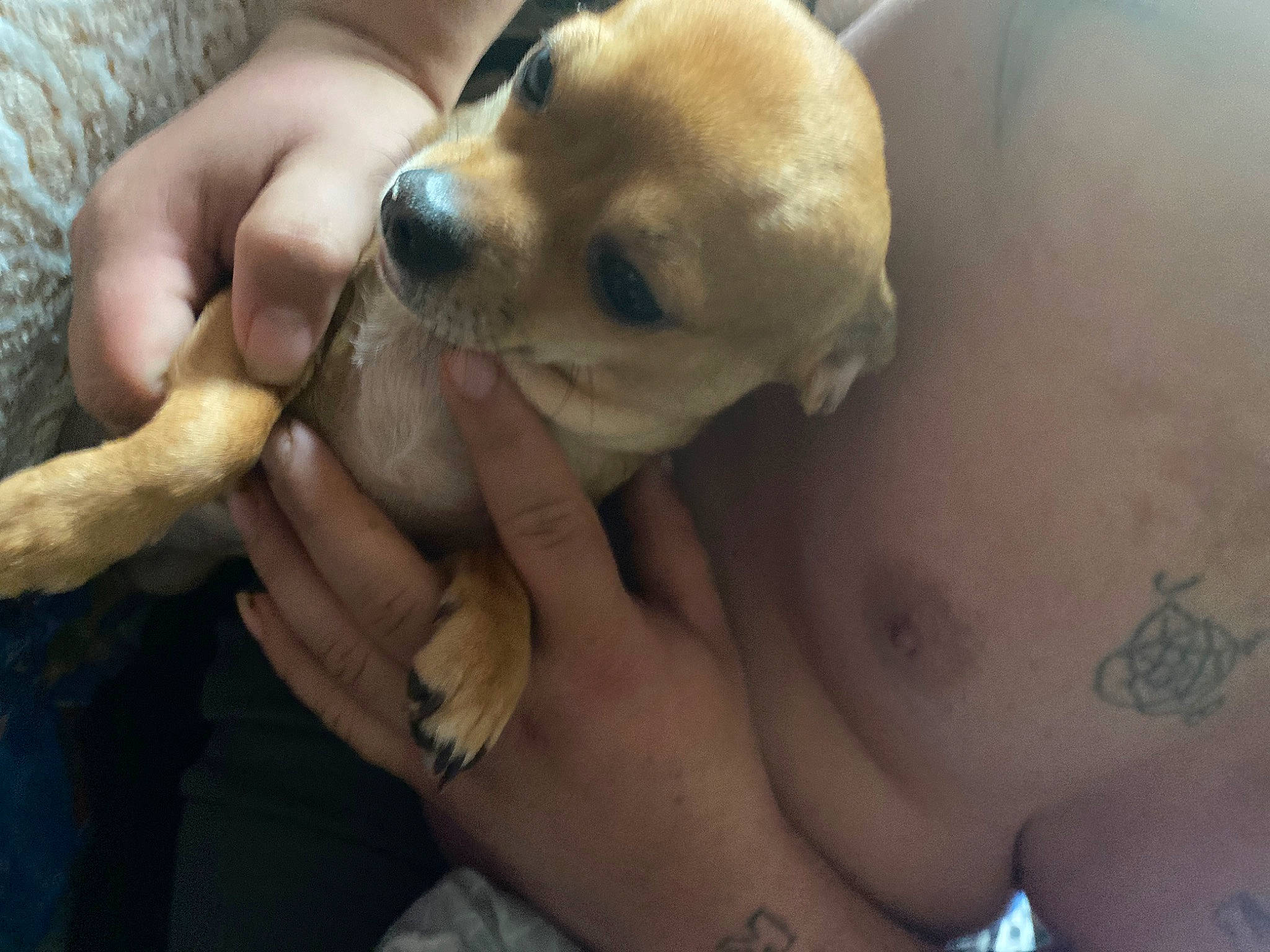 Dora is registered to the contest to win money with this photo: carnivore, chest, companion_dog, dog, dog_breed, fawn, finger, football, gesture, hand, jaw, nail, paw, skin, thumb, toy_dog, trunk, whiskers, working_animal, wrist