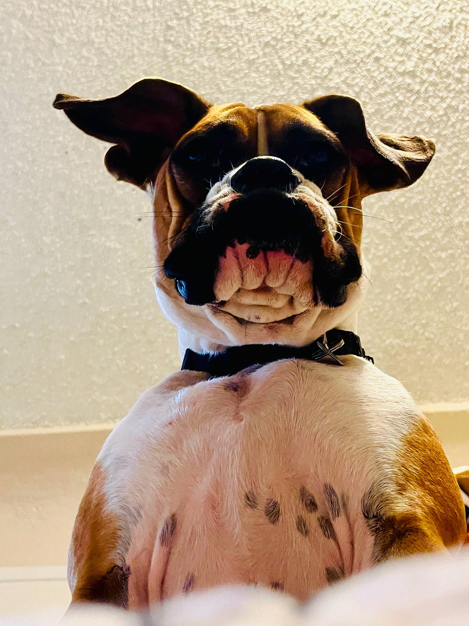 Dharma is registered to the contest to win money with this photo: canidae, carnivore, collar, companion_dog, dog, dog_breed, dog_collar, dog_supply, eyewear, fawn, fur, leash, liver, pet_supply, snout, sporting_group, sunglasses, terrestrial_animal, whiskers, working_animal