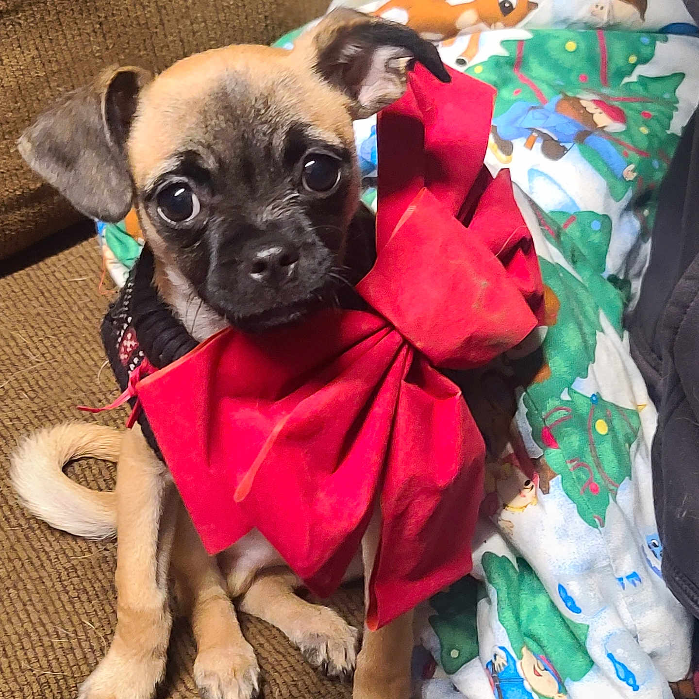 Gizmo is registered to the contest to win money with this photo: animal, big_eyes, blanket, brown_couch, christmas, cozy, cute, decor, dog, ears, furry, holiday_theme, indoor, pet, portrait, puppy, red_bow, sitting, small_dog, tail