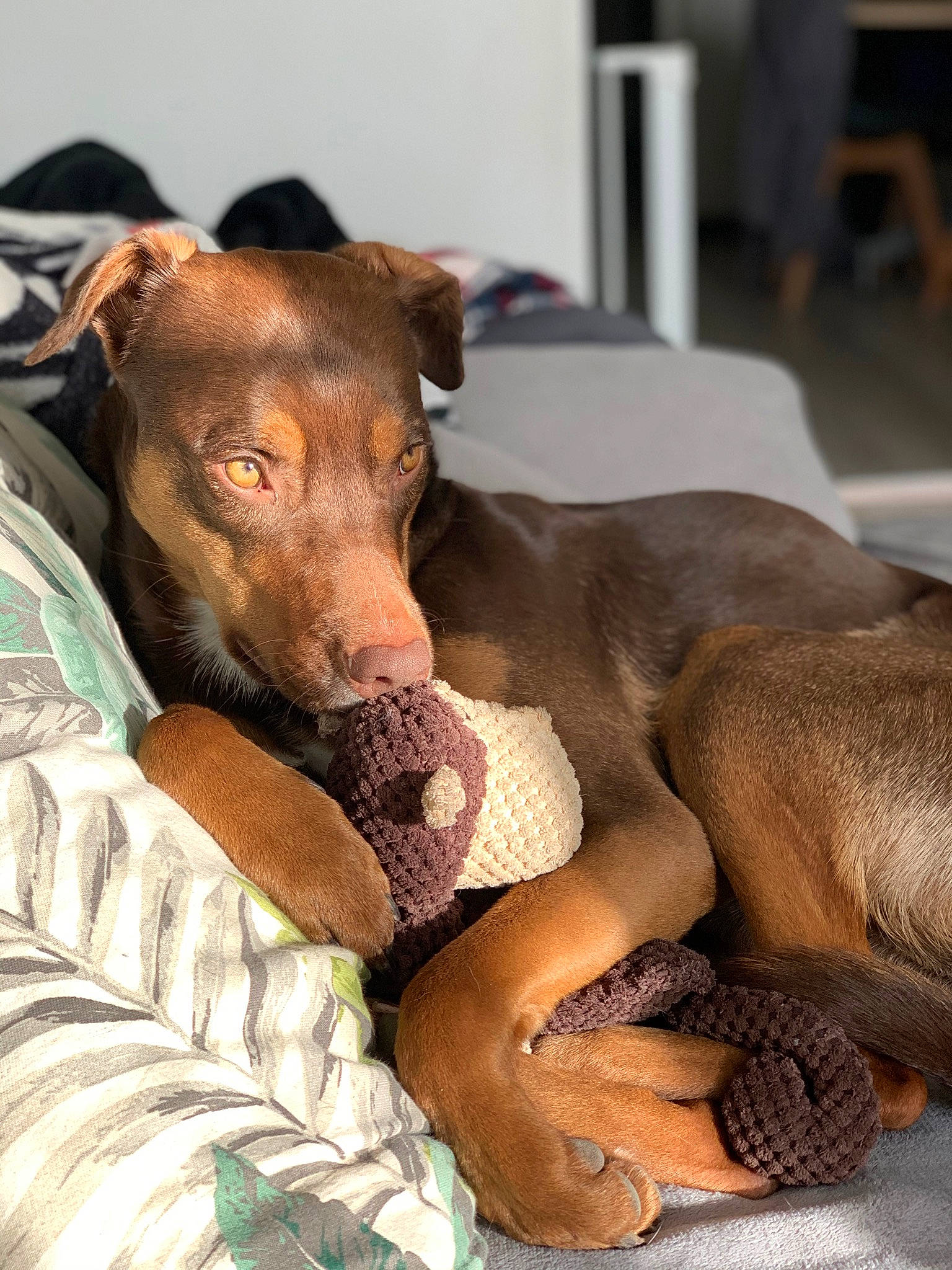 Piper a rejoint le concours — aidez-le/la à gagner de superbes lots ! canidae, carnivore, comfort, companion_dog, dobermann, dog, dog_breed, dog_supply, fawn, fur, guard_dog, liver, pet_supply, sighthound, snout, sporting_group, terrestrial_animal, toy_dog, whiskers, working_animal