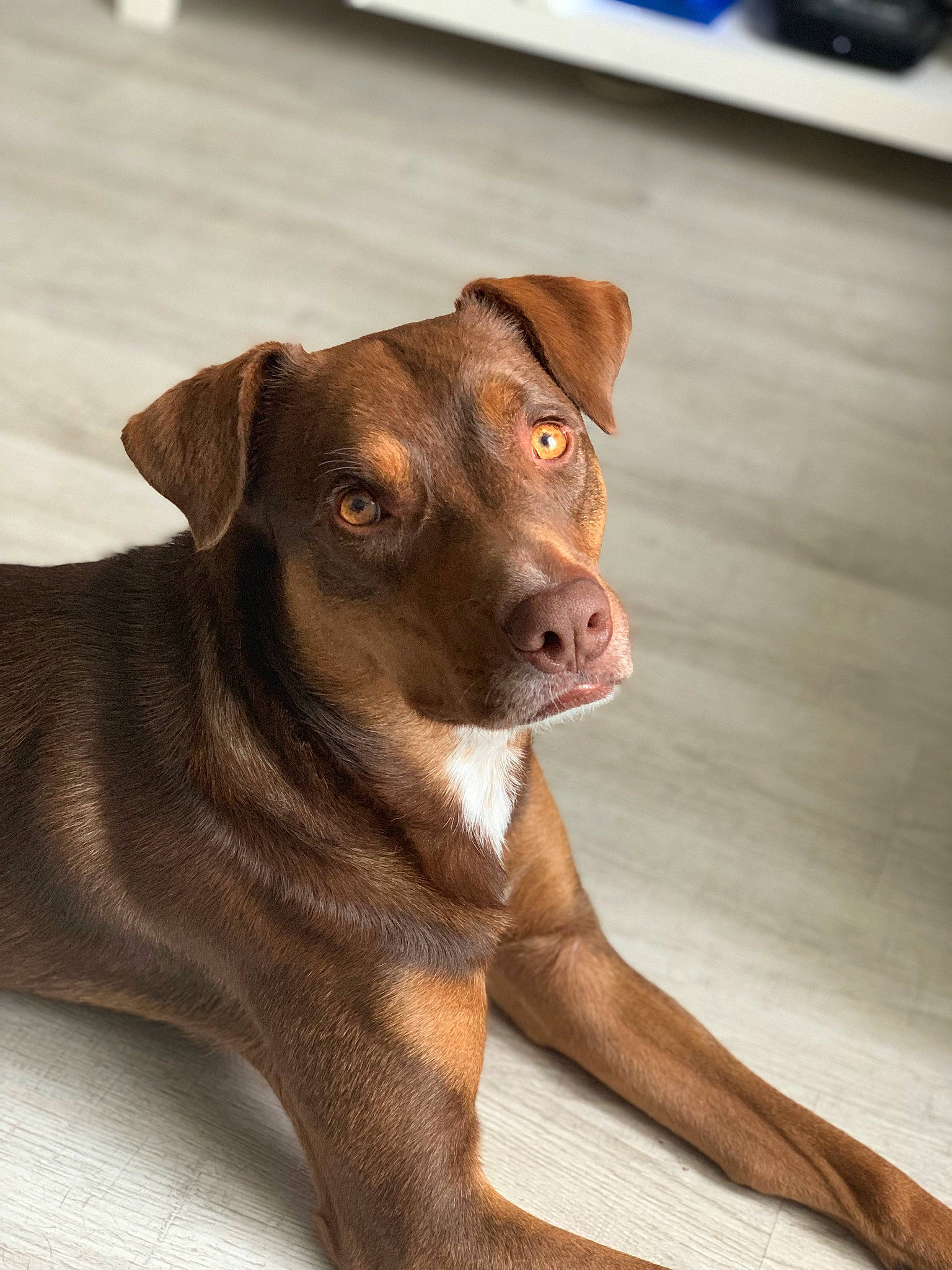 Piper a rejoint le concours — aidez-le/la à gagner de superbes lots ! canidae, carnivore, collar, companion_dog, dog, dog_breed, dog_collar, fawn, flooring, fur, guard_dog, hardwood, liver, snout, sporting_group, street_dog, whiskers, wood, working_animal, working_dog