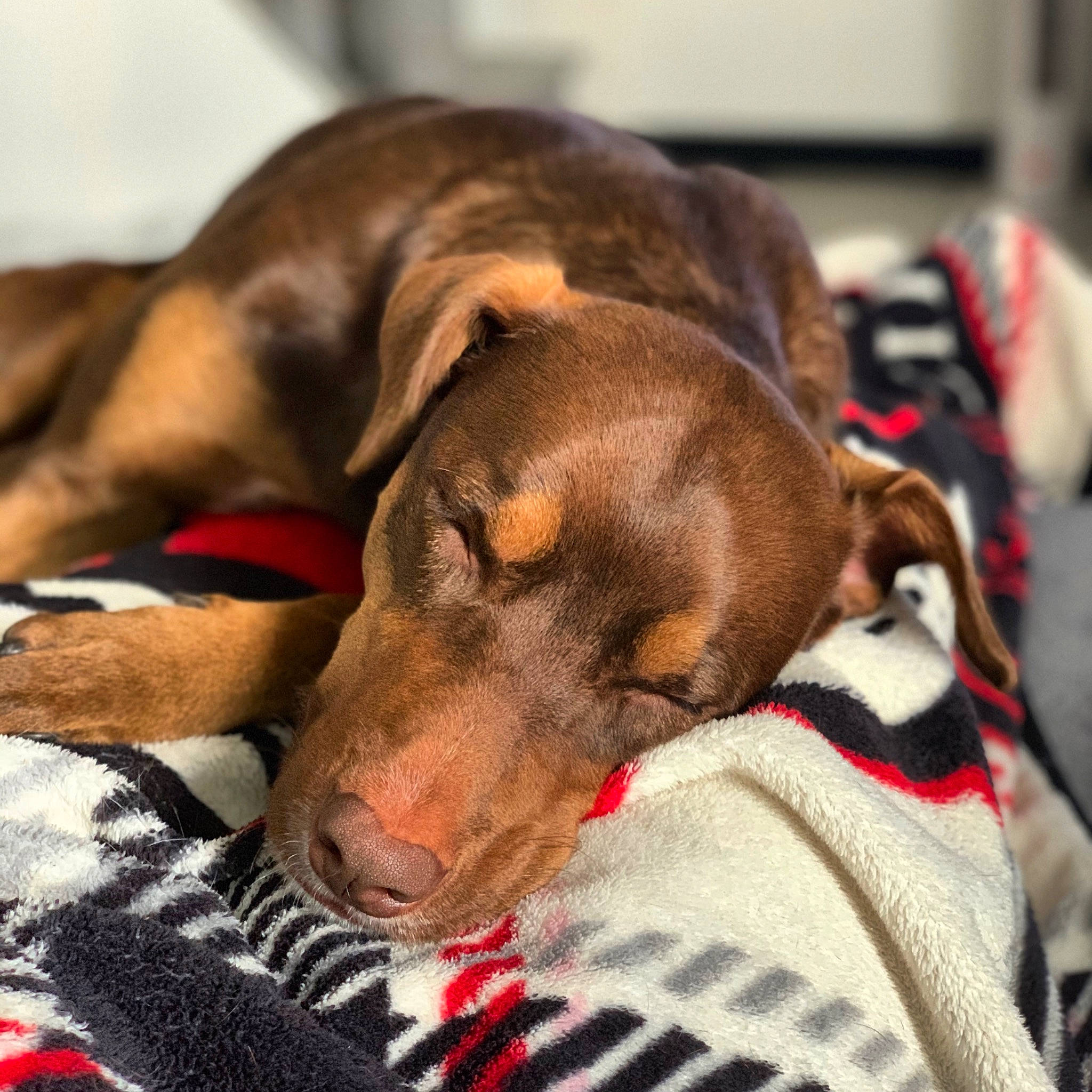 Piper a rejoint le concours — aidez-le/la à gagner de superbes lots ! canidae, carnivore, collar, comfort, companion_dog, dog, dog_bed, dog_breed, dog_supply, fawn, fur, hound, linens, liver, pet_supply, scent_hound, snout, sporting_group, whiskers, working_animal