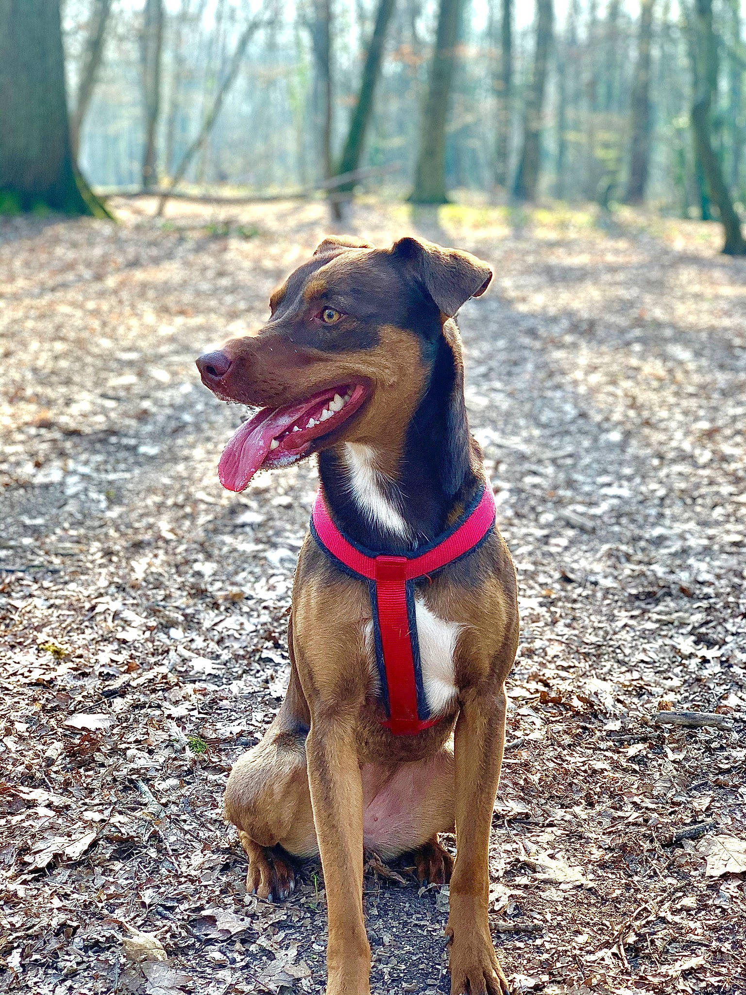 Piper a rejoint le concours — aidez-le/la à gagner de superbes lots ! adventure, canidae, carnivore, collar, companion_dog, dog, dog_breed, dog_collar, dog_supply, fawn, hound, leash, pet_supply, snout, sporting_group, tail, terrestrial_animal, tree, working_animal, working_dog