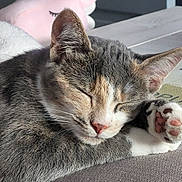 Clafoutis a rejoint le concours — aidez-le/la à gagner de superbes lots ! animal, blanket, cat, closeup, cozy, cute, feline, fur, indoor, nap, paw, peaceful, pet, pink_paw_pads, relaxation, resting, sleeping, soft, tabby, whiskers