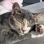 animal, blanket, cat, closeup, cozy, cute, feline, fur, indoor, nap, paw, peaceful, pet, pink_paw_pads, relaxation, resting, sleeping, soft, tabby, whiskers
