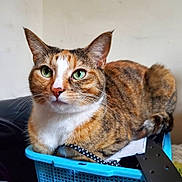 Tiger is registered to the contest to win money with this photo: cat, calico, pet, animal, feline, green_eyes, basket, indoor, relaxed, fur, whiskers, ears, nose, alert, cute, domestic_animal, close_up, resting, portrait, household