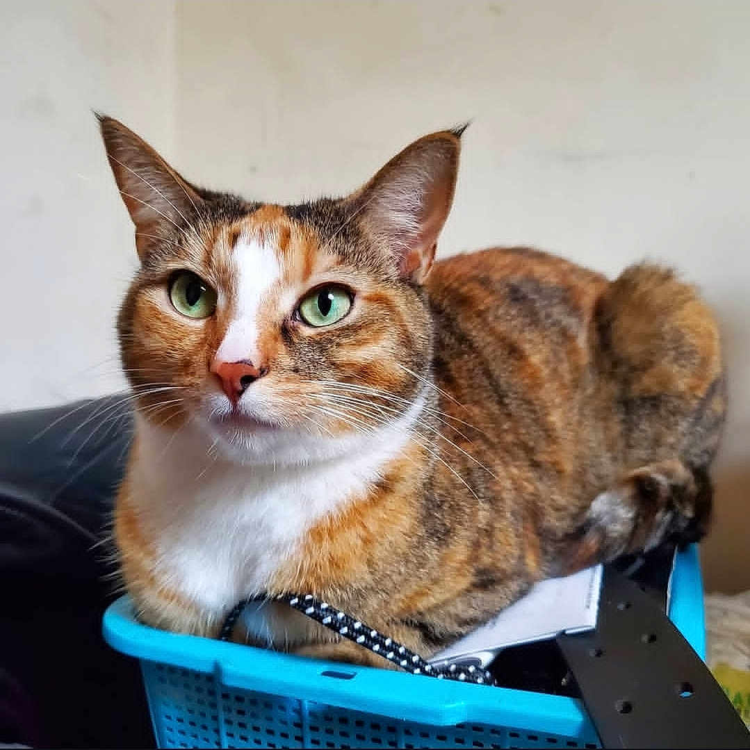 Tiger is registered to the contest to win money with this photo: alert, animal, basket, calico, cat, close_up, cute, domestic_animal, ears, feline, fur, green_eyes, household, indoor, nose, pet, portrait, relaxed, resting, whiskers