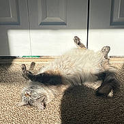 Willow joined the competition — help win amazing prizes! cat, fluffy, sunlight, carpet, indoor, relaxing, shadow, door, paws, sleepy, feline, cute, pet, resting, light, shadow_cast, cozy, home, animal, happy