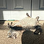 cat, fluffy, sunlight, carpet, indoor, relaxing, shadow, door, paws, sleepy, feline, cute, pet, resting, light, shadow_cast, cozy, home, animal, happy