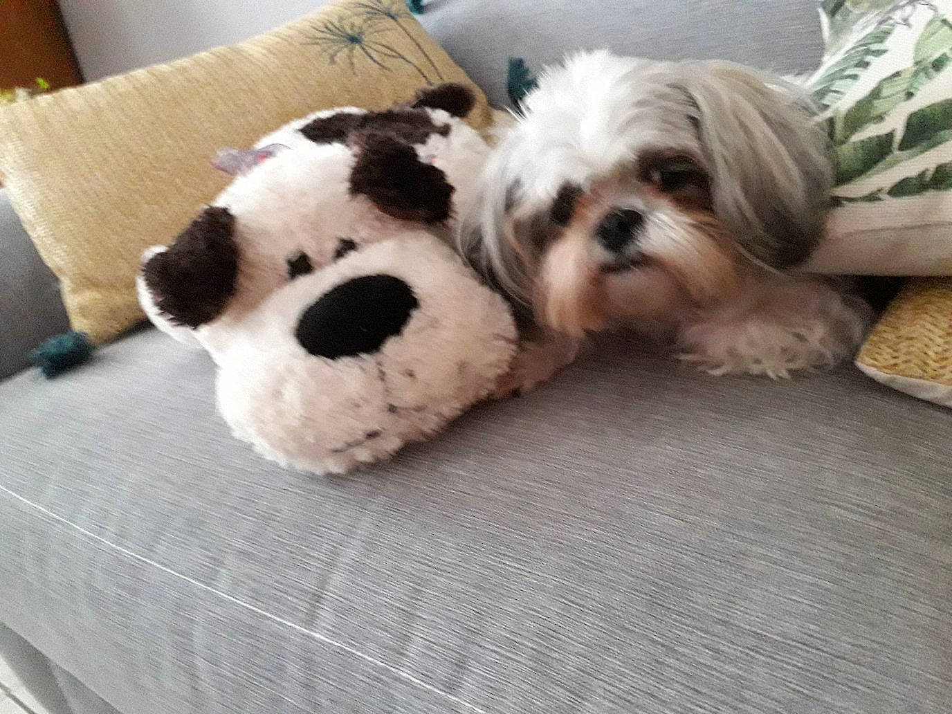 Jouflette a rejoint le concours — aidez-le/la à gagner de superbes lots ! canidae, carnivore, collar, comfort, companion_dog, dog, dog_breed, dog_collar, dog_supply, fur, liver, shih_tzu, snout, sporting_group, terrestrial_animal, terrier, toy, toy_dog, water_dog, working_animal