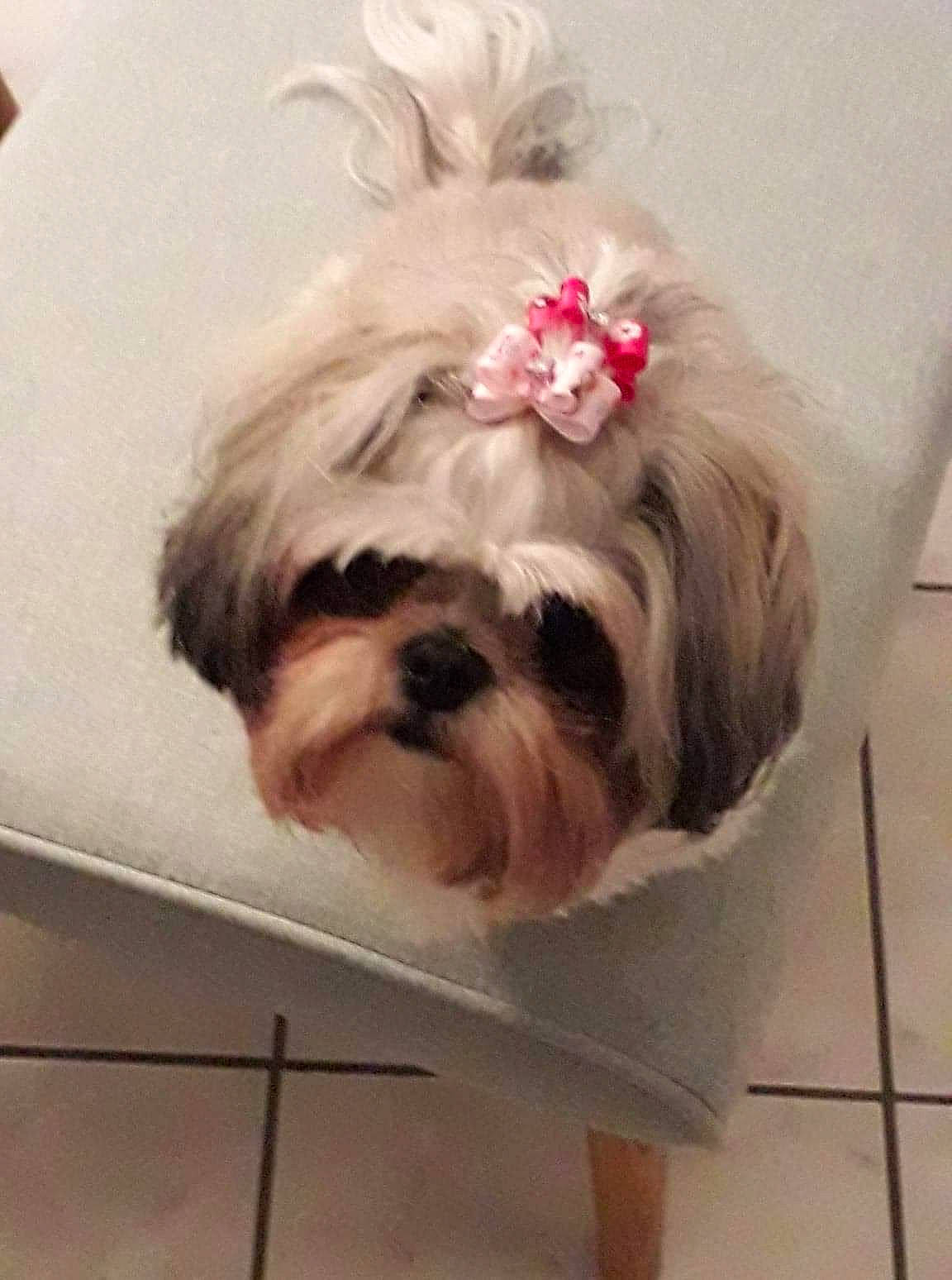 Jouflette a rejoint le concours — aidez-le/la à gagner de superbes lots ! bolonka, canidae, carnivore, chinese_imperial_dog, companion_dog, dog, dog_breed, kyi_leo, lhasa_apso, liver, lowchen, mal_shi, mammal, morkie, non_sporting_group, puppy, rare_breed_dog, shih_tzu, snout, toy_dog