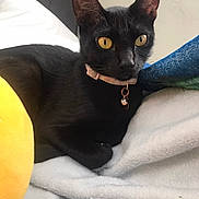 Ivy is registered to the contest to win money with this photo: animal, bed, bell, black_cat, blanket, cat, close_up, collar, comfort, cozy, cute, domestic, feline, fur, indoor, pet, relaxed, resting, soft_texture, yellow_eyes