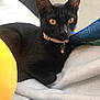 animal, bed, bell, black_cat, blanket, cat, close_up, collar, comfort, cozy, cute, domestic, feline, fur, indoor, pet, relaxed, resting, soft_texture, yellow_eyes