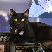 Luffy is registered to the contest to win money with this photo: animal, black_cat, cables, cartoon, cat, collar, diploma, fur, furniture, golden_eyes, household_items, indoor, mammal, pet, portrait, relaxed, shelf, sitting, tag, television