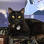 animal, black_cat, cables, cartoon, cat, collar, diploma, fur, furniture, golden_eyes, household_items, indoor, mammal, pet, portrait, relaxed, shelf, sitting, tag, television