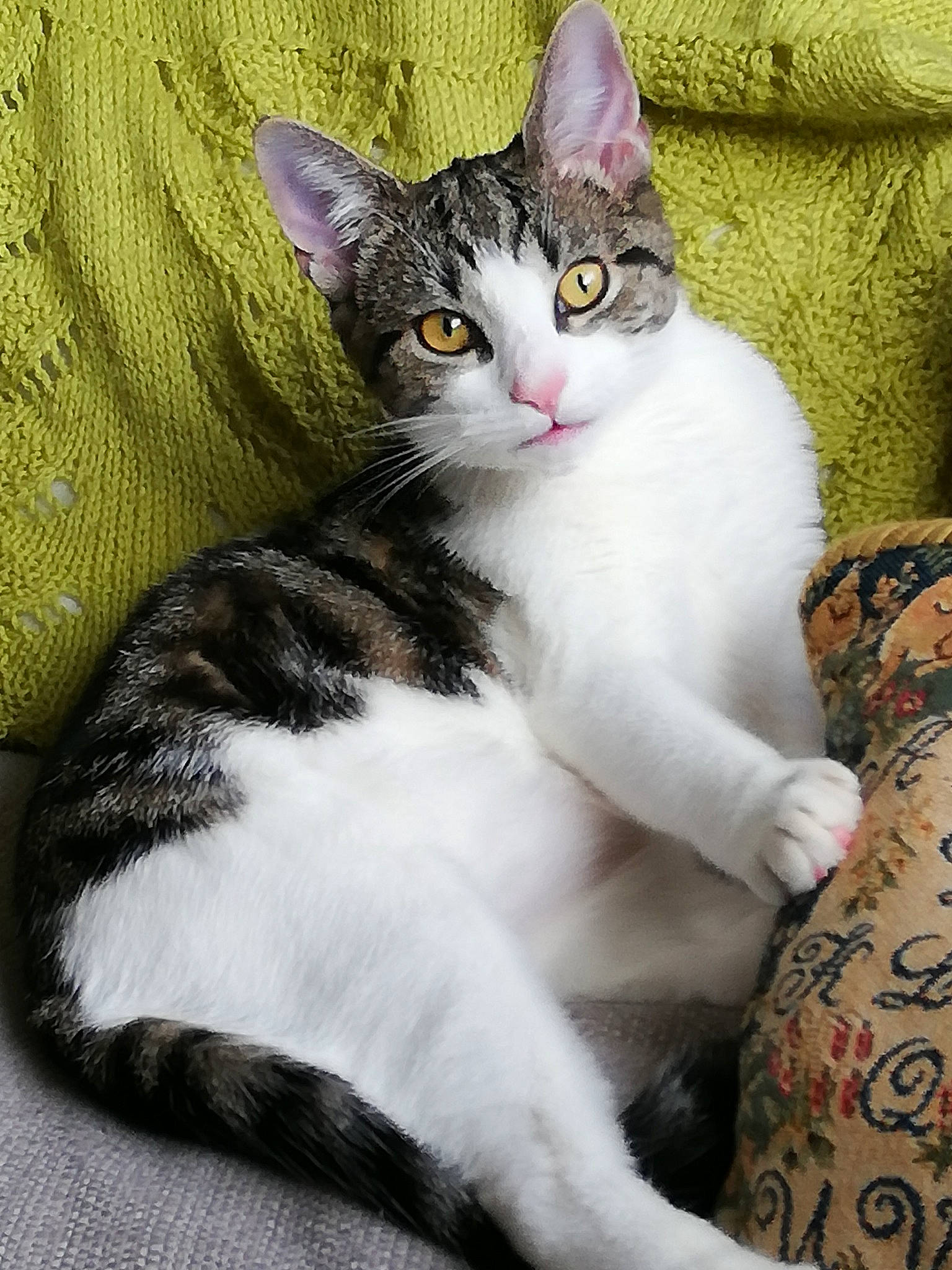 Blossom joined the competition — help win amazing prizes! carnivore, cat, claw, comfort, domestic_short_haired_cat, eye, felidae, fur, iris, paw, sitting, small_to_medium_sized_cats, snout, tail, whiskers