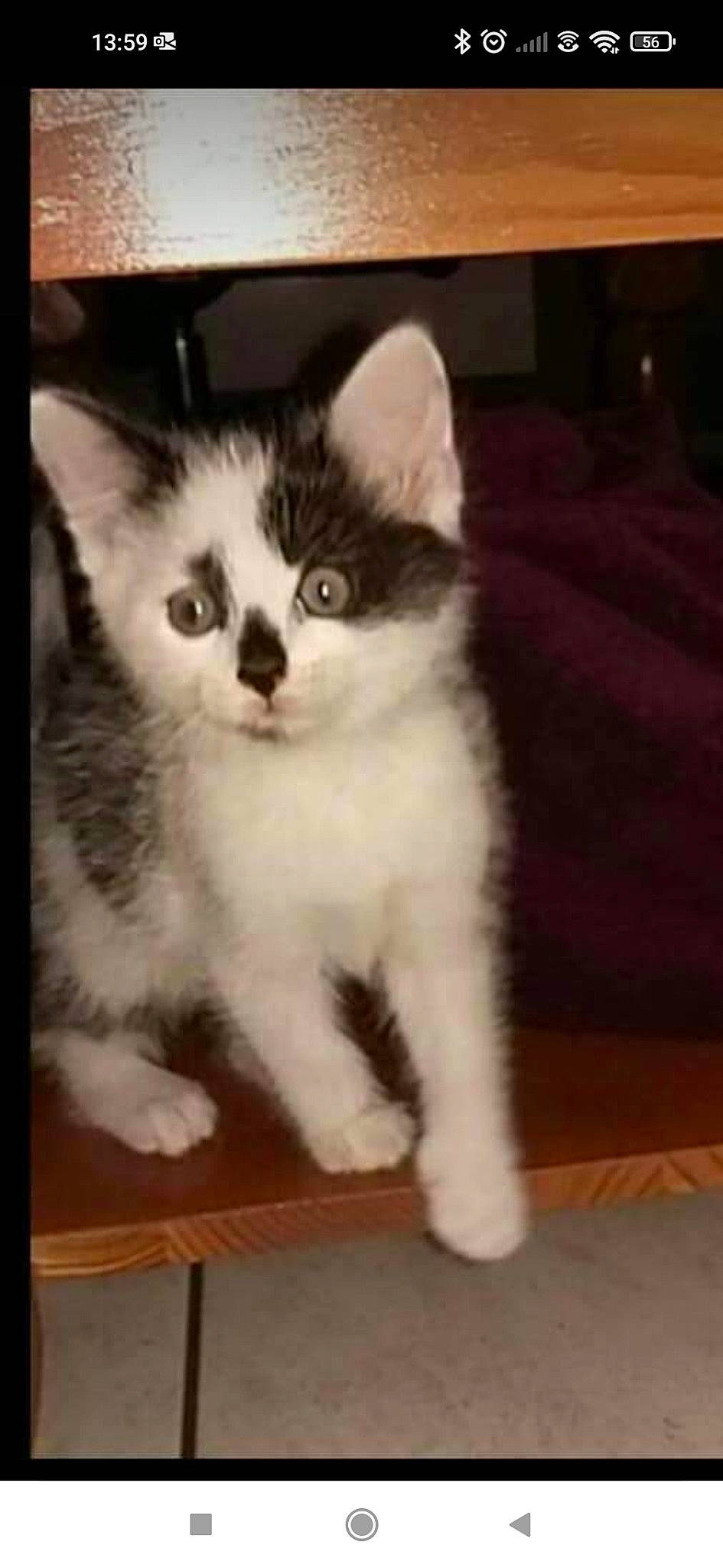 Boo participe au concours pour gagner de l'argent avec cette photo : carnivore, cat, domestic_short_haired_cat, felidae, flooring, fur, hardwood, paw, photo_caption, rectangle, sitting, small_to_medium_sized_cats, snout, square, tail, whiskers