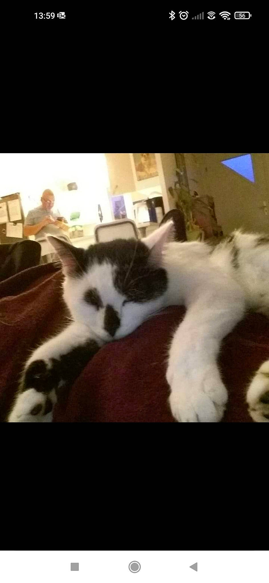 Boo a rejoint le concours — aidez-le/la à gagner de superbes lots ! canidae, carnivore, cat, comfort, companion_dog, domestic_short_haired_cat, felidae, fur, metal, paw, photo_caption, plant, small_to_medium_sized_cats, snout, square, tail, whiskers