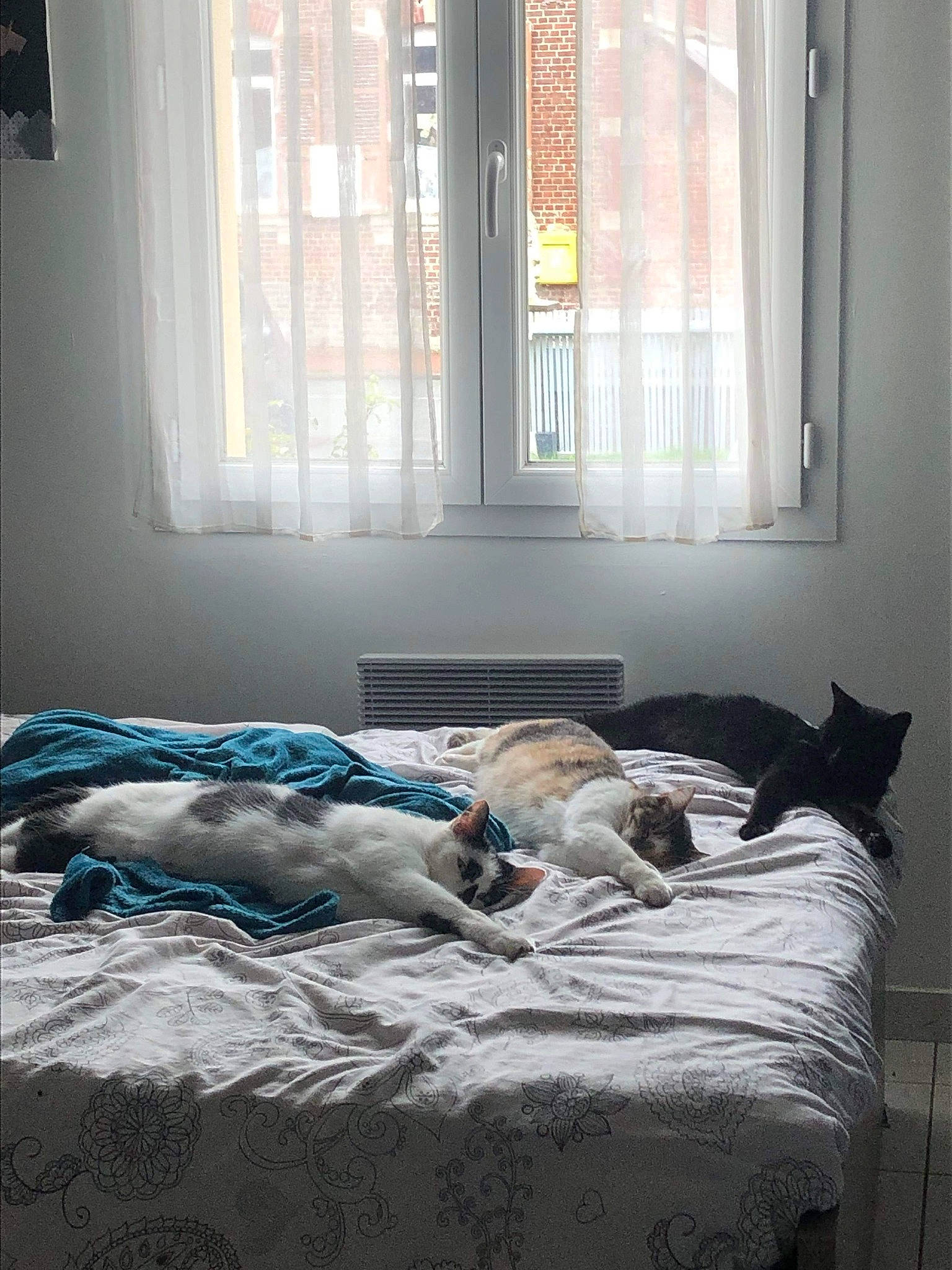 Boo a rejoint le concours — aidez-le/la à gagner de superbes lots ! bedding, building, comfort, floor, flooring, grey, hardwood, interior_design, linens, room, sash_window, shade, textile, tints_and_shades, wall, window, window_blind, window_covering, window_treatment, wood