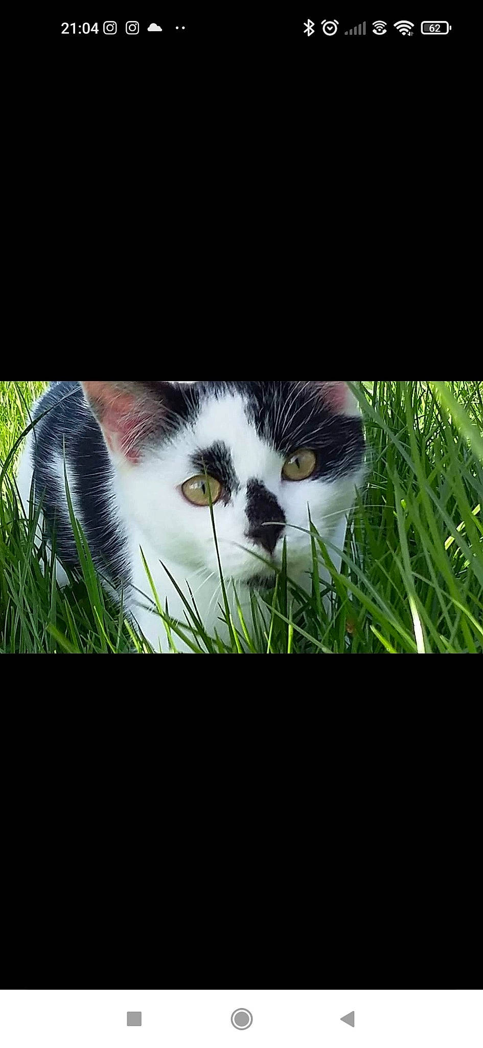 Boo participe au concours pour gagner de l'argent avec cette photo : carnivore, cat, electronic_device, felidae, foot, fur, grass, happy, mammal, photo_caption, plant, rectangle, sky, small_to_medium_sized_cats, snout, square, tail, terrestrial_plant, whiskers, window