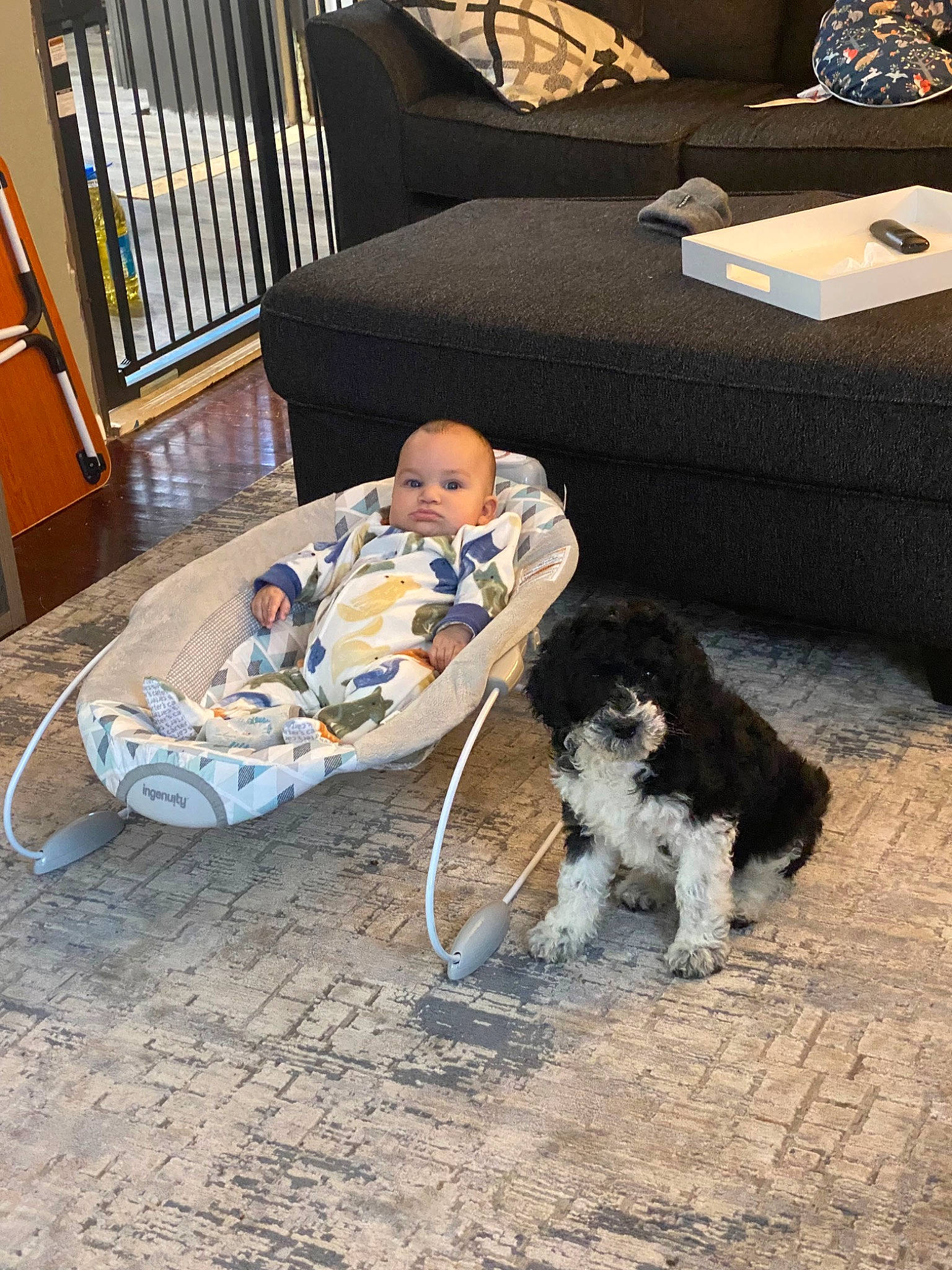 Desmond joined the competition — help win amazing prizes! baby, baby_toddler_clothing, carnivore, chair, comfort, companion_dog, couch, dog, dog_breed, dog_supply, door, gun_dog, living_room, person, pillow, sitting, spaniel, sporting_group, studio_couch, toddler