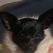 Lilly participe au concours pour gagner de l'argent avec cette photo : animal, canine, chihuahua, cockerspaniel, dog, papillon, pet, puppy