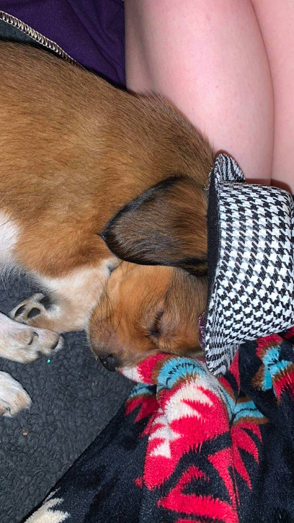 Icelyn is registered to the contest to win money with this photo: carnivore, claw, collar, comfort, companion_dog, dog, dog_breed, fawn, felidae, foot, fur, human_leg, lap, liver, paw, small_to_medium_sized_cats, snout, tail, thigh, whiskers