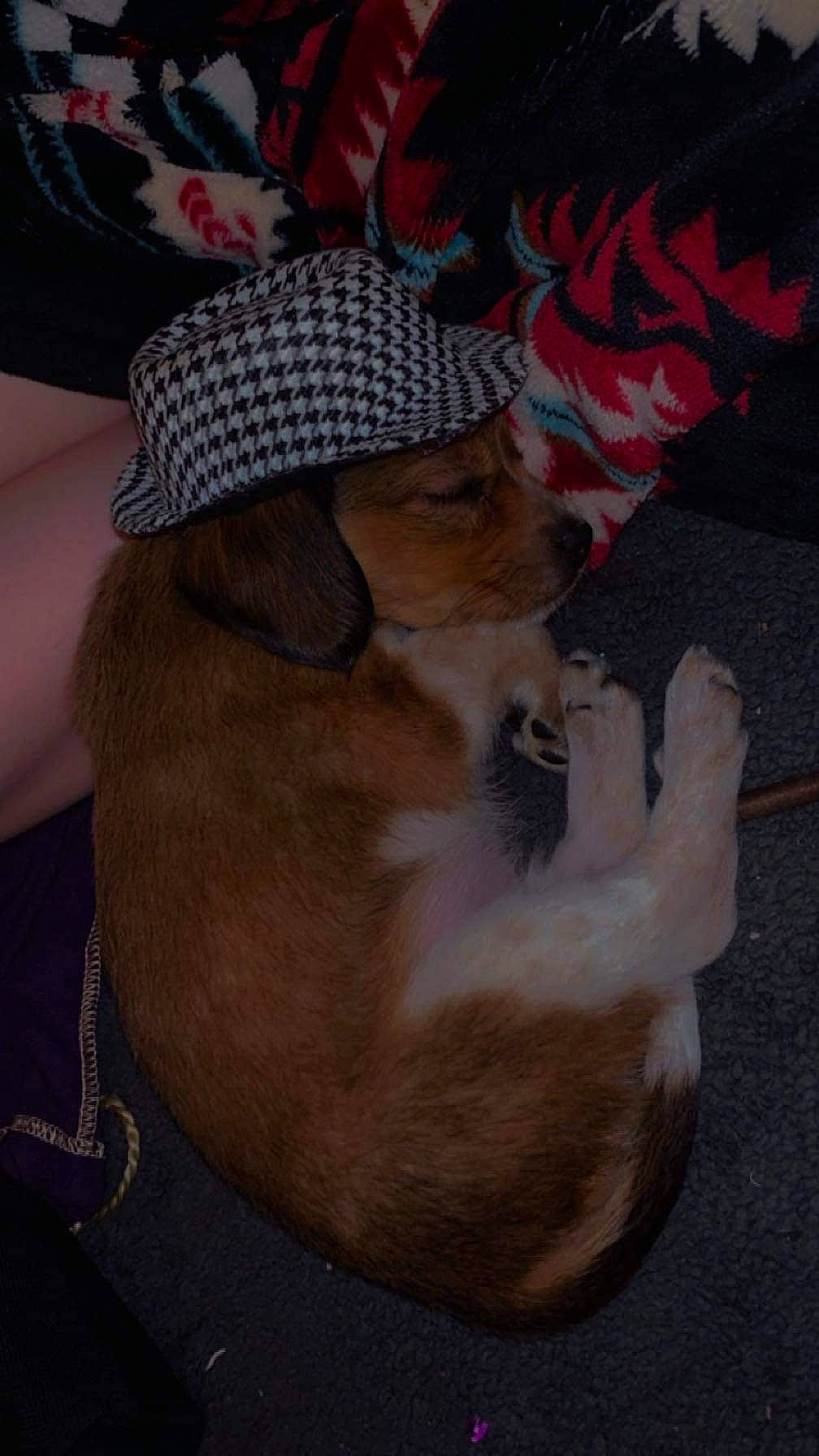 Icelyn joined the competition — help win amazing prizes! baseball_cap, cap, carnivore, comfort, companion_dog, costume_hat, dog, dog_breed, fawn, fedora, felidae, fur, hat, small_to_medium_sized_cats, snout, sporting_group, sun_hat, tail, textile, whiskers