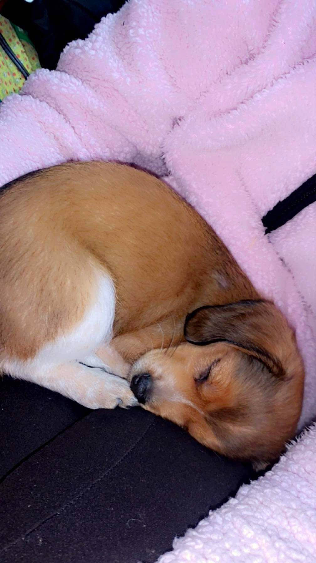 Icelyn is registered to the contest to win money with this photo: bedtime, canidae, carnivore, comfort, companion_dog, dog, dog_breed, ear, fawn, felidae, fur, linens, nap, paw, snout, sporting_group, tail, terrestrial_animal, whiskers, working_animal